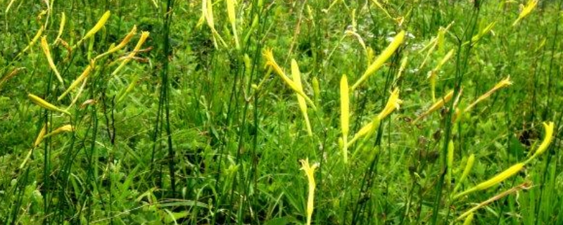 黃花菜種植時(shí)間是幾月份