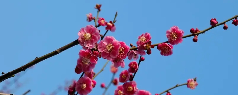 梅蘭竹菊的象征意義和精神 梅蘭竹菊的象征意義和精神英文