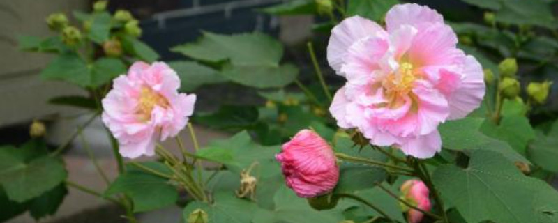 芙蓉花花苞沒(méi)開(kāi)就蔫了怎么辦