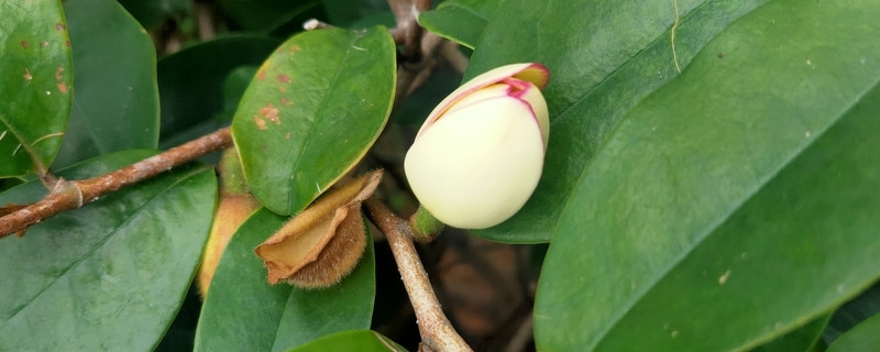 白兰花移栽多久会活（白兰花移植多时能活）