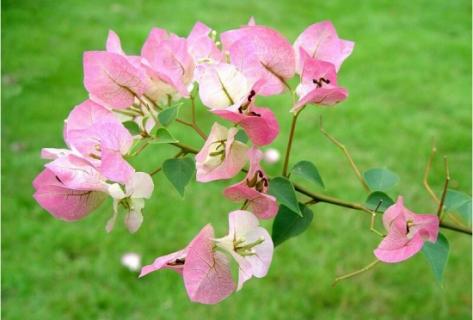 叶子花落叶怎么办（花一直落叶怎么办）