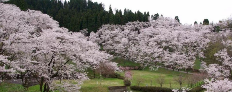 染井吉野是早樱还是晚樱（染井吉野樱花和晚樱的区别）