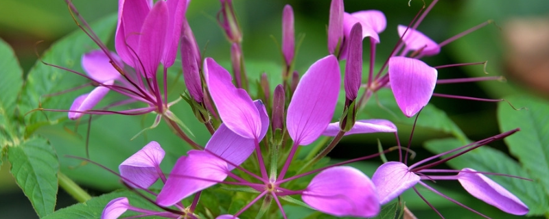 醉蝶花怎么發(fā)芽