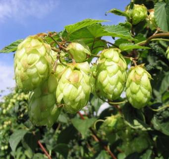 啤酒花是什么：又叫酵母花、酒花，可用于釀造啤酒和藥用