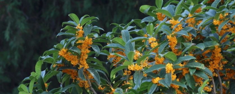 四季金莲子桂花特点（四季金莲子桂花好吗）