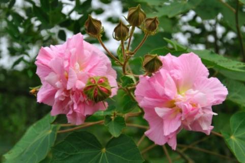 芙蓉花一年開幾次花