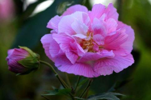 芙蓉花幾月份開花