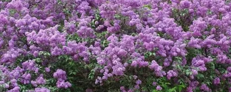 歐洲丁香花幾月份開 歐洲丁香花期多少天