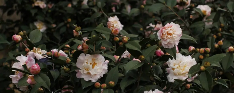 茶花一年开花几次（香妃茶花一年开花几次）