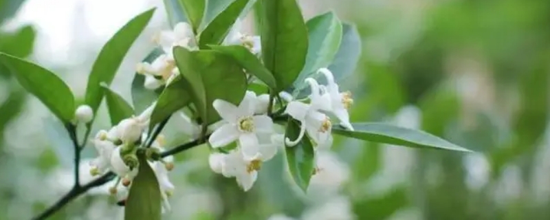 橙花瑞香為什么難養(yǎng) 橙花瑞香生長環(huán)境