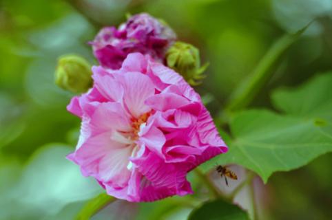 芙蓉花幾月份開花