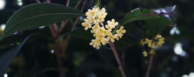 一朵桂花有几个花蕊 桂花有几根花蕊