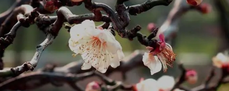 梅花能在暖氣室內(nèi)養(yǎng)嗎