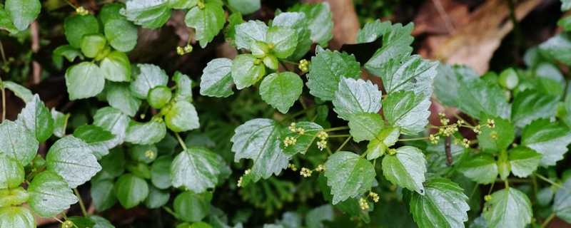 小葉冷水花怎么養(yǎng) 花葉冷水花怎么養(yǎng)