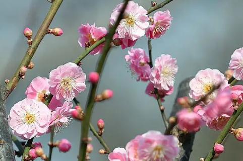 梅花能在暖氣室內(nèi)養(yǎng)嗎