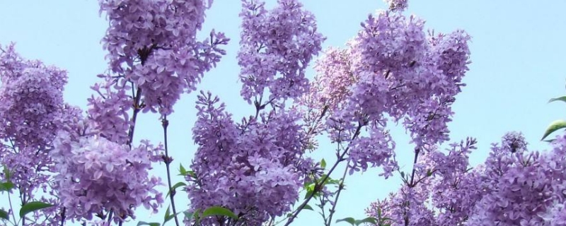 丁香花越冬的方法（丁香花越冬的方法 大概內(nèi)容）