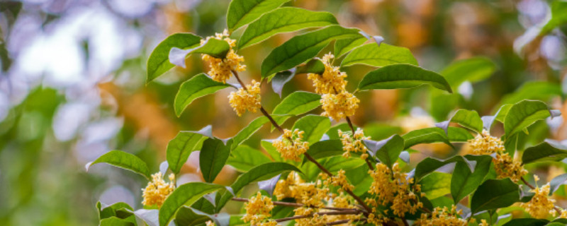 桂花可以曬太陽嗎（剛嫁接的桂花可以曬太陽嗎）