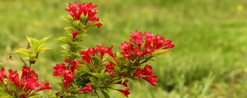 花叶锦带冬天落叶吗（花叶锦带怎么过冬）