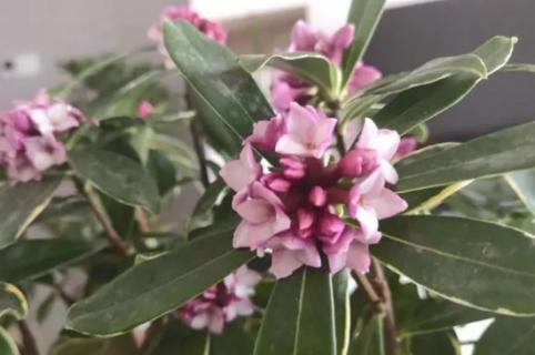 瑞香花怎么養(yǎng)