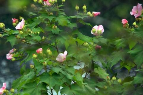 芙蓉花葉怎樣生根