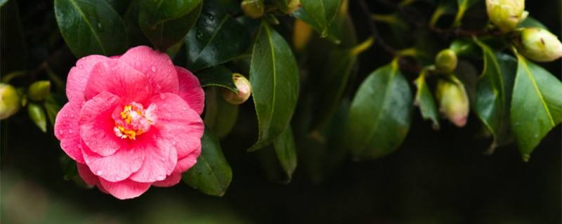 茶花叶子有锈斑怎么治 茶花叶子有锈斑怎么治用什么药水