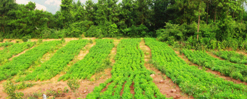 花生苗怎么种植方法（花生苗的种植方法）