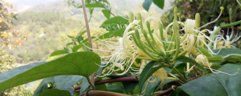 野生金银花与种植金银花的区别 野生金银花与种植金银花的区别图片