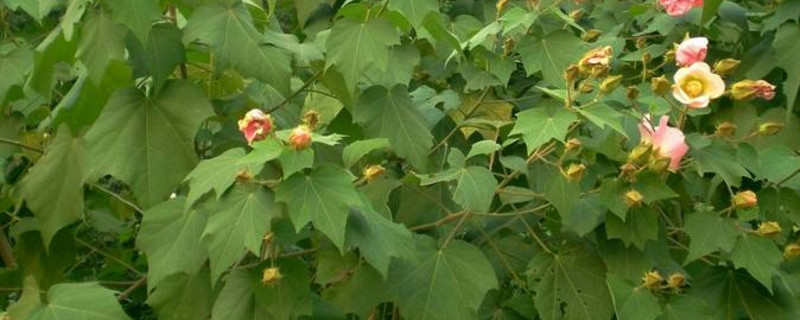 芙蓉花葉怎樣生根（芙蓉花葉怎么生根）