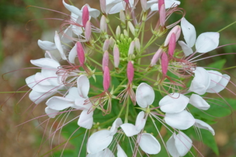 醉蝶花怎么發(fā)芽