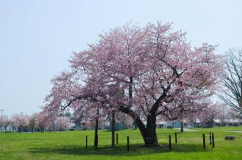 花卉養(yǎng)殖的技巧