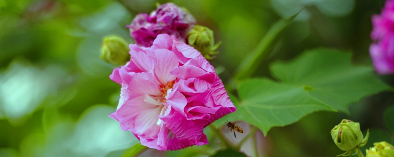 芙蓉花一年開幾次花