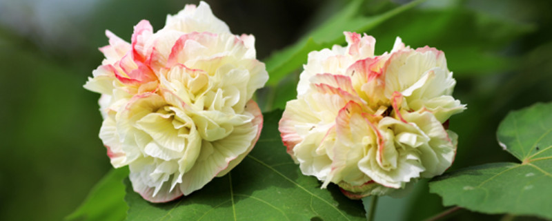 芙蓉花一年開幾次花 芙蓉花一年開幾次花?