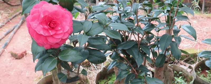 嫁接的茶花树能活几年（茶花嫁接多久可以判断成活）