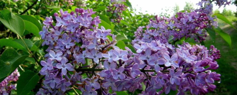 什么是丁香花（什么是丁香花图片）