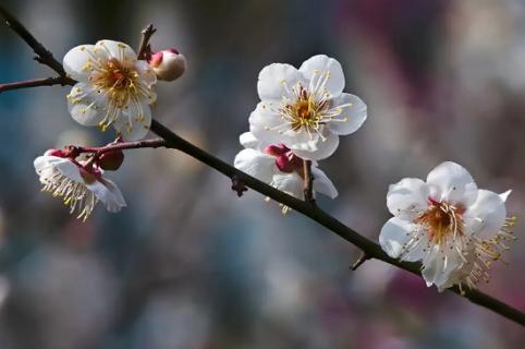 梅花能在暖氣室內(nèi)養(yǎng)嗎