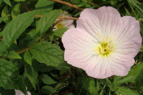 蜀葵花種子種植方法