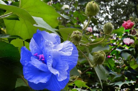 芙蓉花一年開幾次花