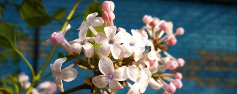 丁香花的寓意（丁香花的寓意和象征风水）