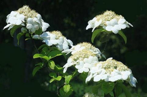 琼花怎么施肥，春秋追施稀薄有机肥（琼花怎么浇水）