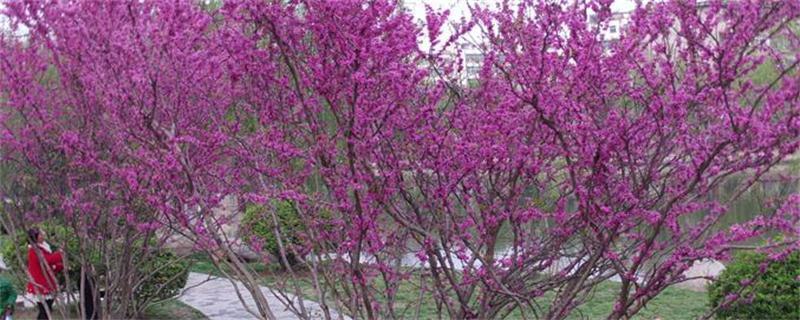 紫荆树和紫荆花的区别 紫荆花还是紫荆花