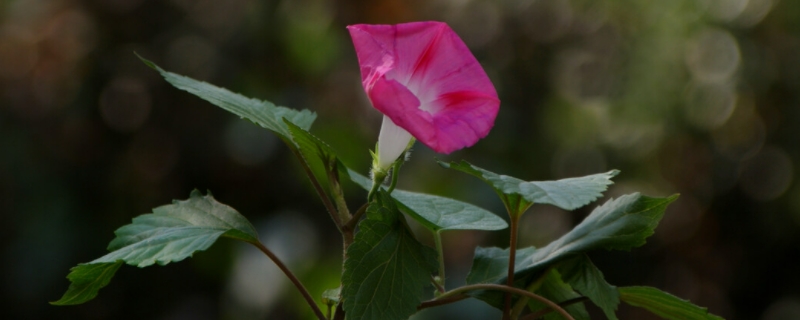 牽牛花花語什么意思 牽?；ɑㄕZ是