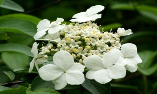 瓊花怎么澆水，詳解瓊花澆水方法