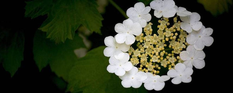 琼花的寓意（琼花的寓意和花语）