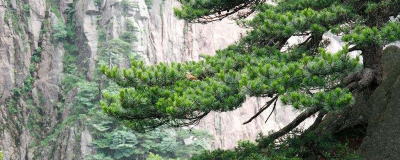 松子是裸子植物还是被子植物（松子是裸子植物吗植物）