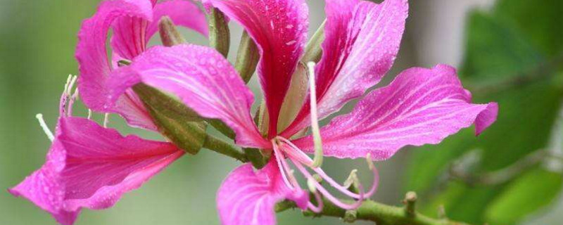 代表香港的花（代表香港的花是什么花图片）