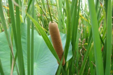 石菖蒲與水菖蒲的區(qū)別