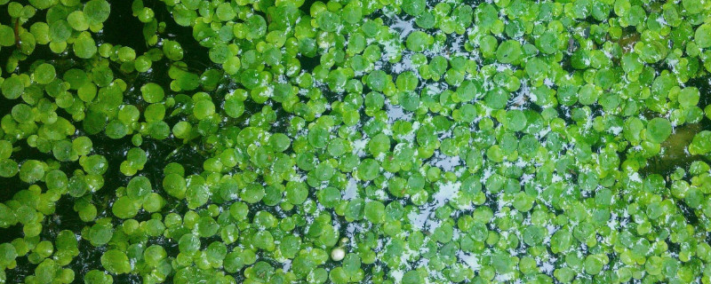 浮萍可以用来喂鸡鸭吗 浮萍喂鸭的害处