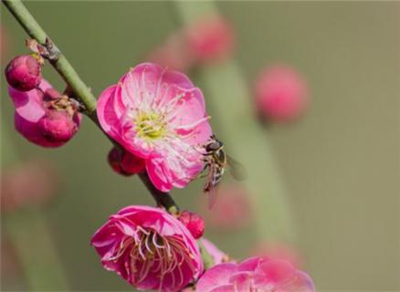 桃花什么时候开