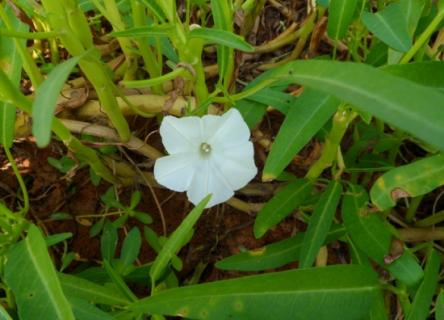 蕹菜花