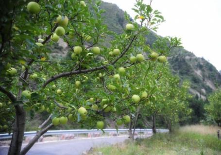 青蘋果樹果園圖片